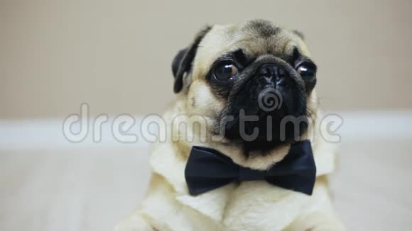 为婚礼或作为办公室工作人员穿着领结的优雅滑稽小狗的特写肖像视频的预览图