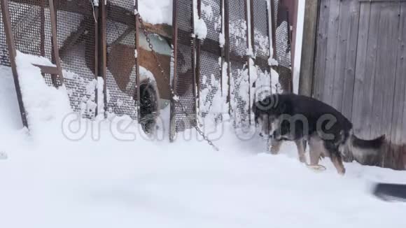 在一个冬天的季节狗狗在狗舍附近的链子上4K视频的预览图