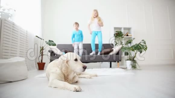 兄妹俩在客厅的沙发上跳金毛猎犬躺在地板上家庭生活视频的预览图