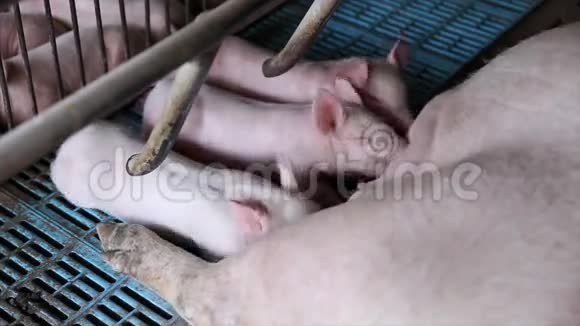 养猪场视频的预览图