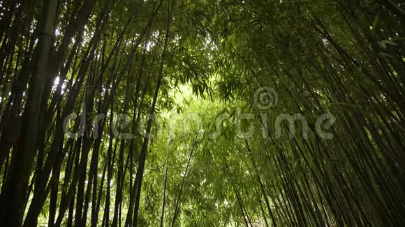 多汁的绿色竹秆向上延伸覆盖天空视频的预览图