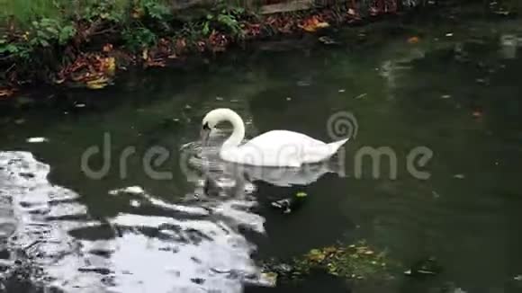 一只可爱的天鹅在河上游泳视频的预览图