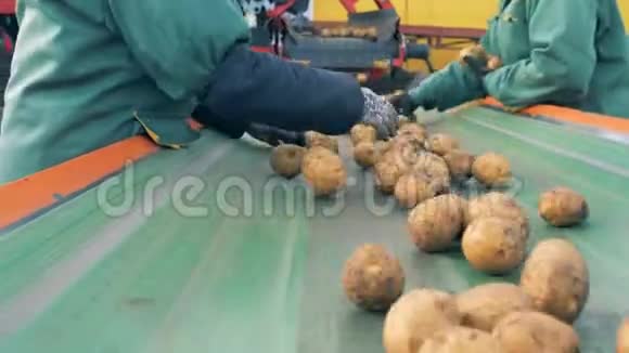 两个工人在工厂的传送带上分拣土豆关门视频的预览图