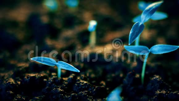 蓝色植物生长未来派星球新生命萌发生长现代概念视频的预览图