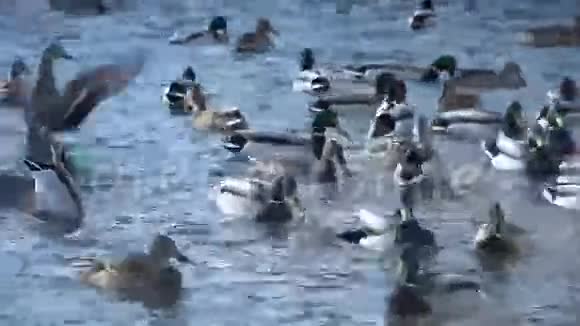 水中的野鸭视频的预览图