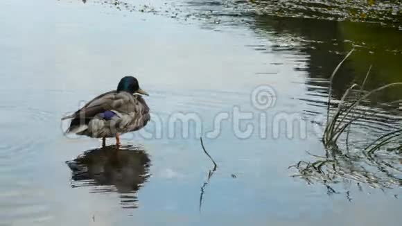 雄鸭坐在水里视频的预览图