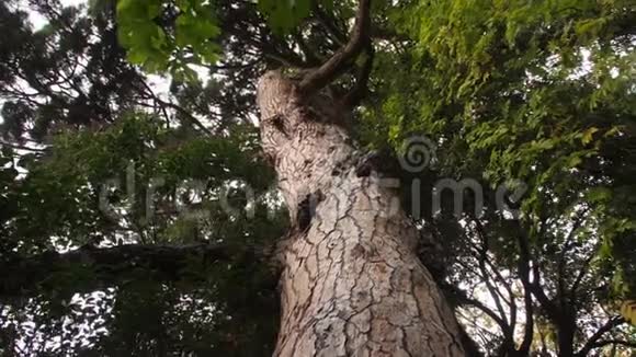 沿着松树的树干缓慢地运动直到树枝宽的树冠支撑着天空视频的预览图
