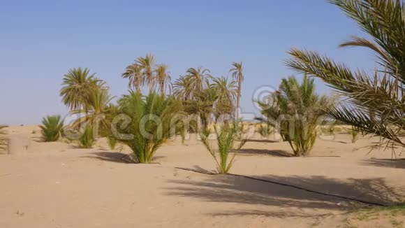 非洲风景沙漠中的沙丘上有绿棕榈树和灌木视频的预览图