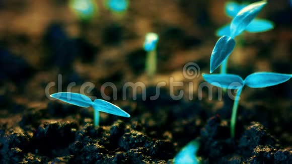 蓝色植物生长未来派星球新生命萌发生长现代概念视频的预览图