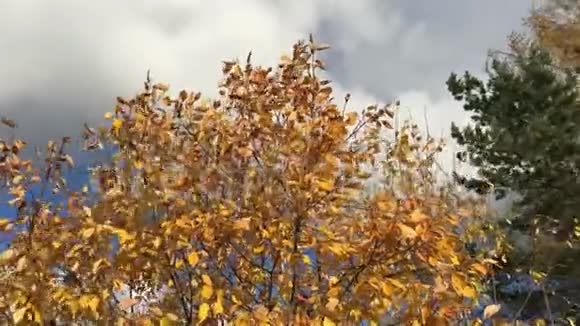 秋天的树在风中摇曳视频的预览图