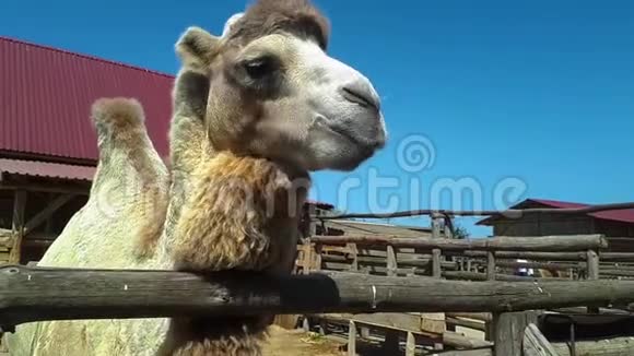 一头骆驼紧咬一头骆驼在咀嚼一头美丽干净的骆驼视频的预览图