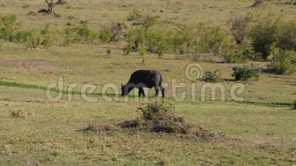 野牛在非洲草原灌木丛附近的平原上放牧视频的预览图