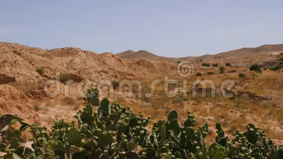 撒哈拉沙漠中有米色山脉和蓝天的仙人掌视频的预览图