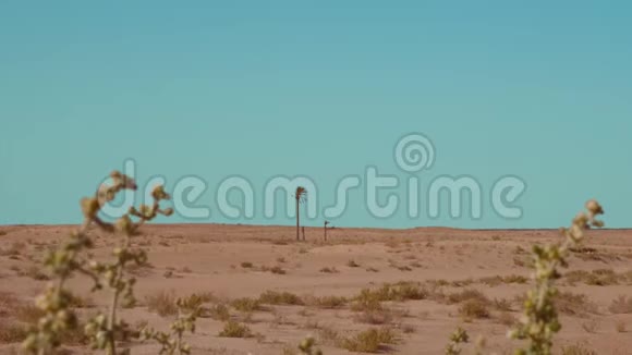 阳光明媚的夏日沙漠中的孤独棕榈树和干草视频的预览图