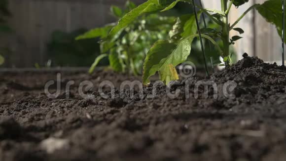 在花园中浇灌青椒植物动作缓慢地面平整城市园艺视频的预览图