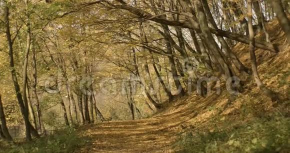 秋天的风景4k金色的树叶从公园或森林里高大的老树上飘落下来上面覆盖着阳光视频的预览图