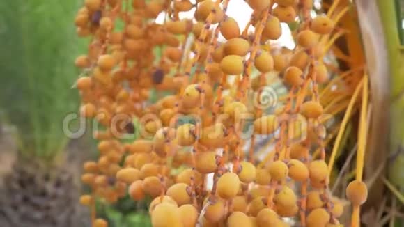 成熟的黄色果实在枣掌上随风摇曳4K视频的预览图