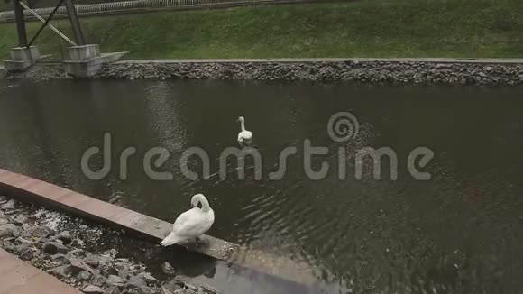 两只天鹅正在湖公园游泳视频的预览图