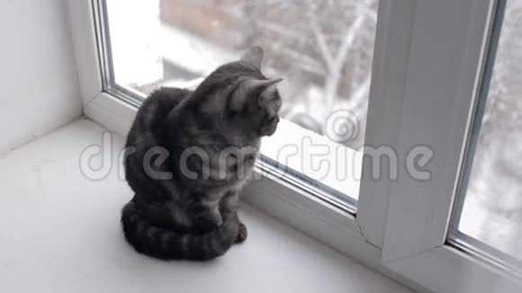 猫看着下雪视频的预览图