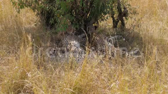 非洲猎豹家族在大草原的树荫中安息视频的预览图