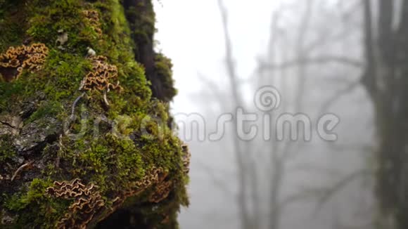 苔藓树和薄雾林的特写神秘的雾背景下树木上长满了各种美丽的苔藓视频的预览图