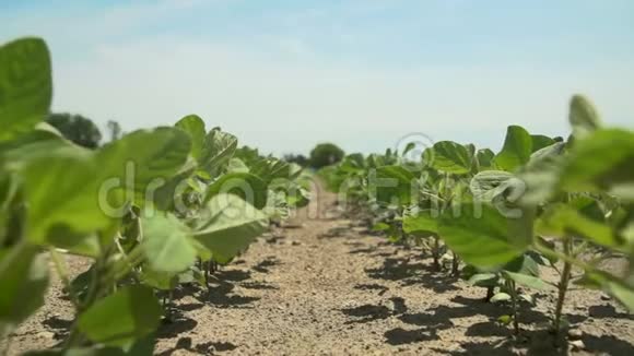 缓慢运动的风通过年轻的大豆植物摄像机沿着这条线前进视频的预览图