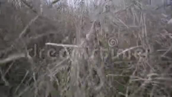 在田野干草上奔跑视频的预览图