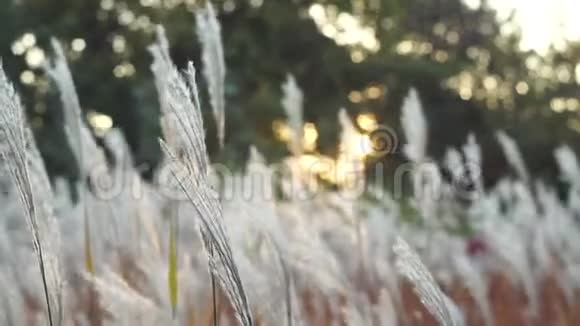 在夕阳中摇曳的白色绒毛草视频的预览图