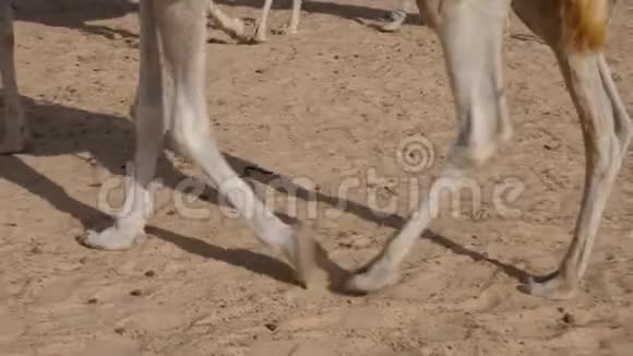 骑着非洲骆驼的游客视野低视频的预览图