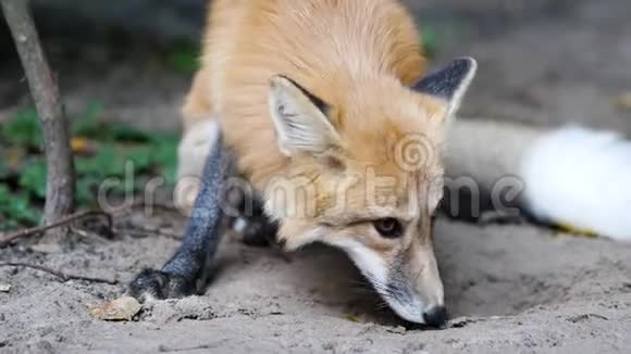 可爱的家狐狸在户外挖洞视频的预览图