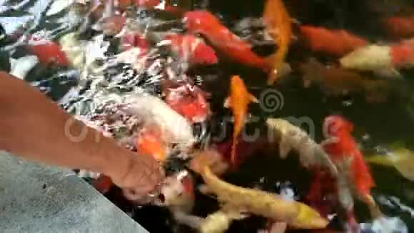 鲤鱼从瓶子里吸食物视频的预览图