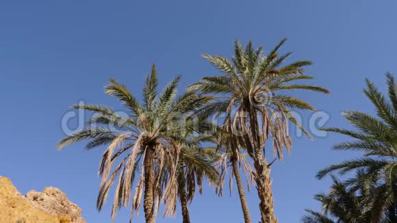 夏季棕榈树映蓝天低视角视频的预览图