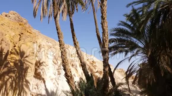 高大的棕榈树和背景为蓝天的山倾斜射击视频的预览图