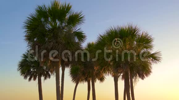 棕榈树映衬着美丽的蓝天视频的预览图