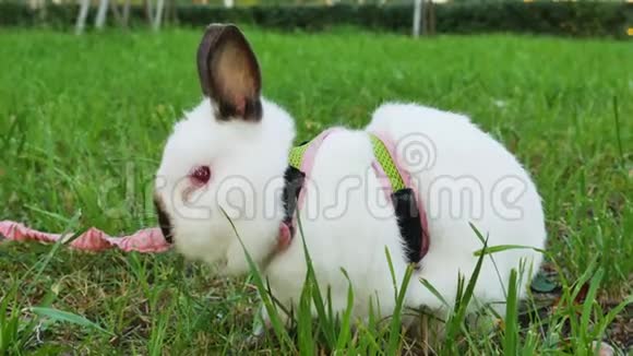 兔子在公园里系着皮带的肖像兔子视频的预览图