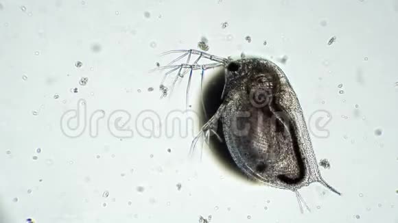 显微镜下透明甲壳动物水蚤视频的预览图