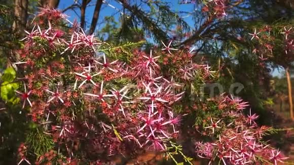 在kakadu附近生长的火鸡灌木上的粉红色花视频的预览图
