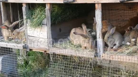 许多不同的兔子在农场的笼子里视频的预览图