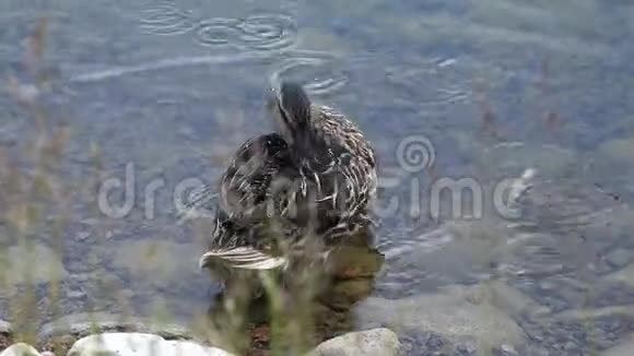 鸭子用长长的嘴在背上洗羽毛视频的预览图