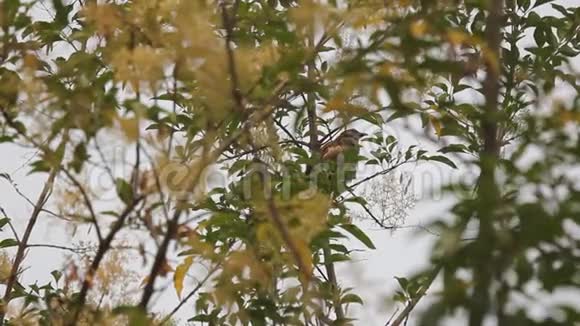 灰曲柳树叶鸟视频的预览图