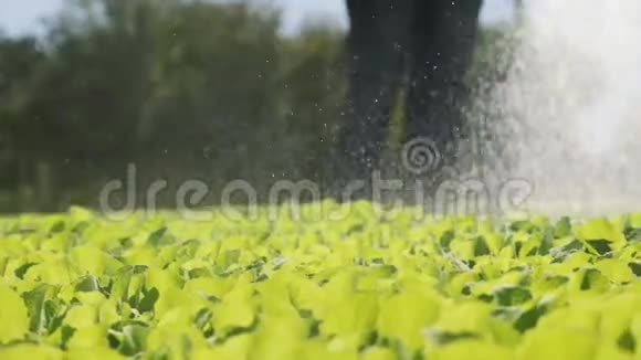 农民灌溉大白菜幼苗特写镜头视频的预览图