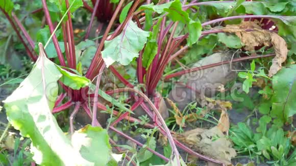 菜园中新收获的绿色甜菜根种植园视频的预览图