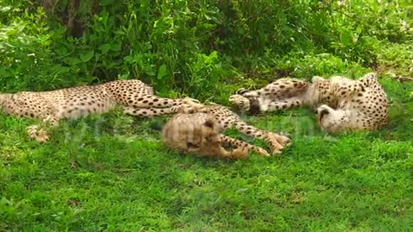 猎豹幼崽躺在草地上视频的预览图