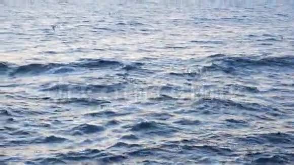 美丽的飞翔的海鸥在碧波荡漾的碧海之上映衬着浑浊的天空库存带有白色的极小海景视频的预览图