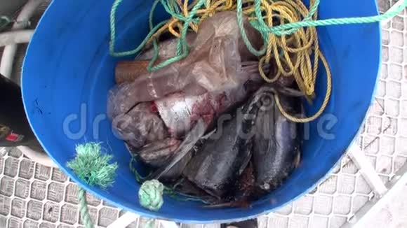 新西兰一艘船上的鱼在桶里切视频的预览图