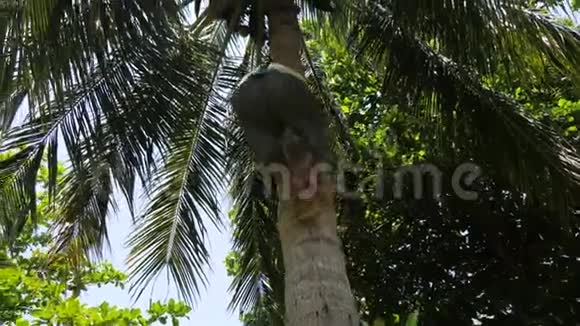攀在棕榈树上的椰子收集者视频的预览图