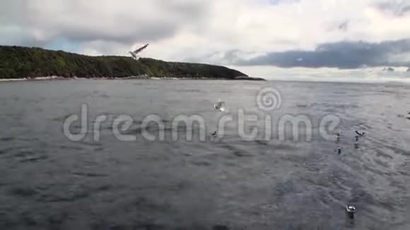 新西兰青山全景背景下海洋中的鸟类视频的预览图