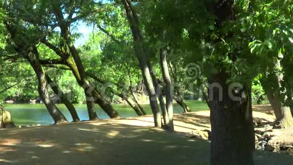树木之间的沙路视频的预览图
