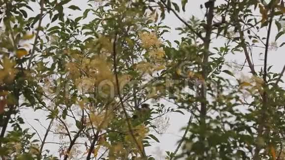 灰曲柳树叶鸟视频的预览图