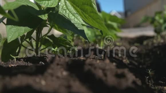 在后院的菜园里正在浇水的豆科植物视频的预览图